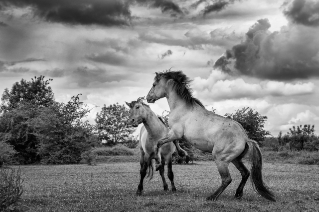wild fotografie