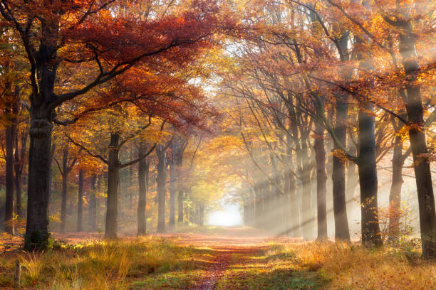 herfst foto's