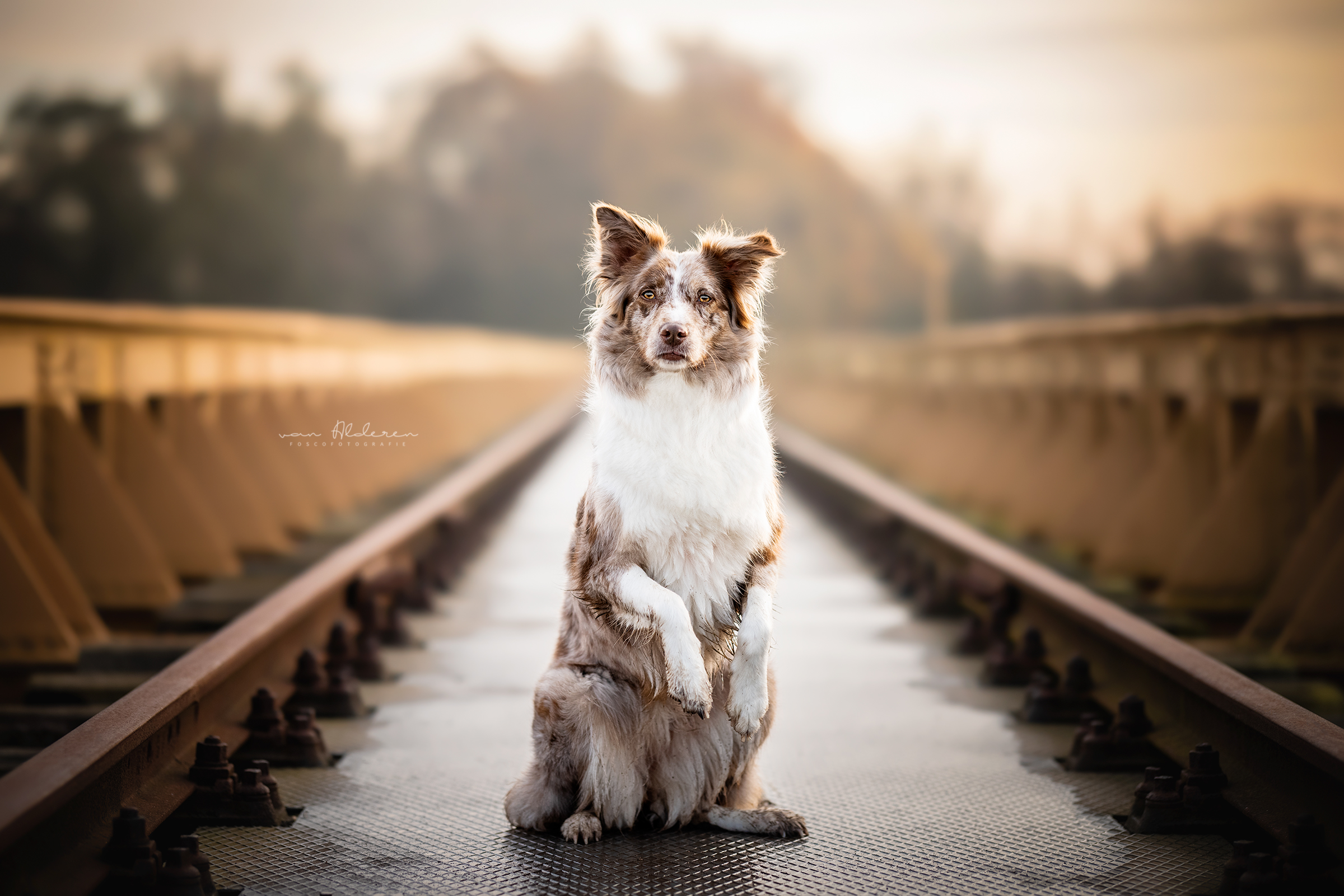 honden fotoshoot